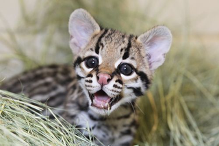 Illustration for article titled ZOMG BABY OCELOT AND BABY LEOPARD!!!